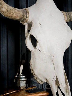 Cow Skulls
