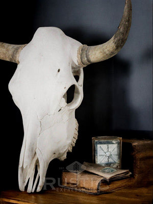 Cow Skulls