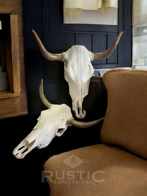 Cow Skulls