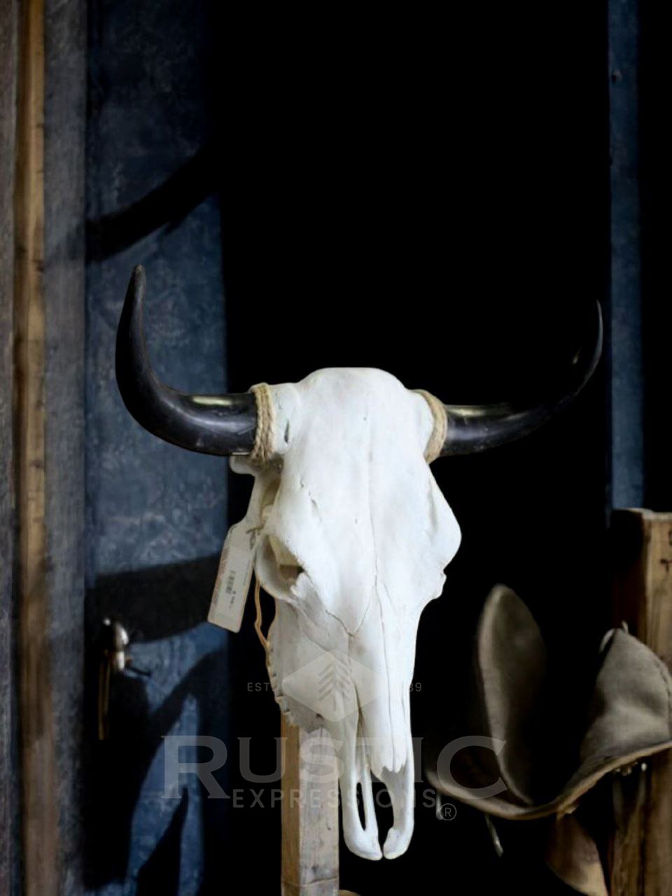 Cow Skulls