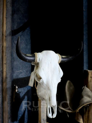 Cow Skulls