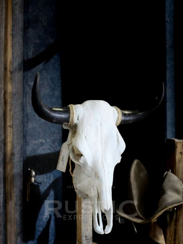 Cow Skulls